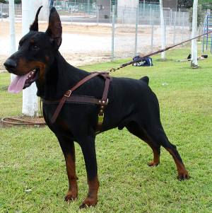 Doberman Tracking /Pulling/Walking Leather Dog Harness - Click Image to Close